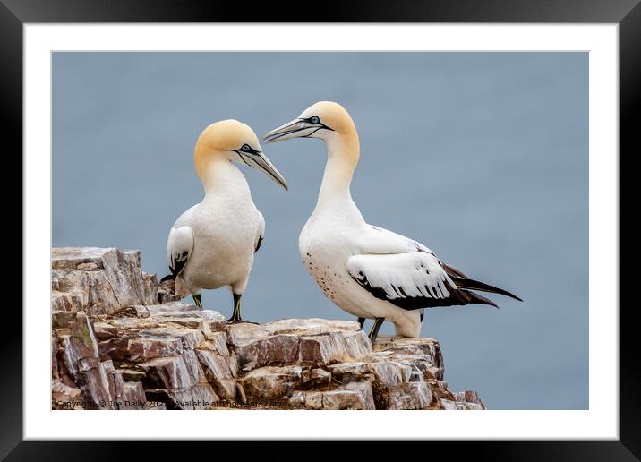 Gannet On Rocks at Troop Head Scotland Framed Mounted Print by Joe Dailly