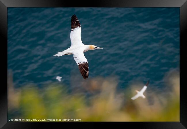 Gannet On Rocks at Troop Head Scotland Framed Print by Joe Dailly