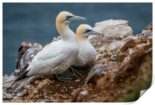 Gannet On Rocks at Troop Head Scotland Print by Joe Dailly