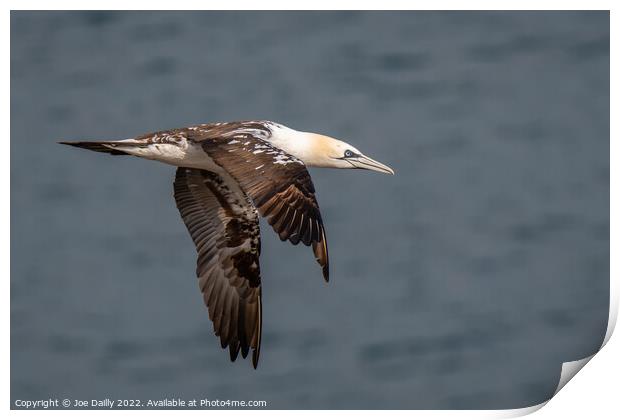 Gannet On Rocks at Troop Head Scotland Print by Joe Dailly