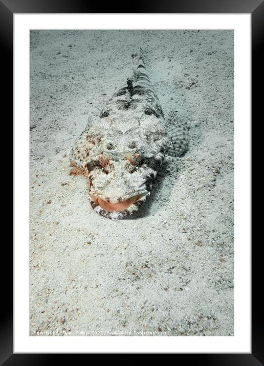 Carpet Flathead (Crocodile fish) in the Red Sea, Egypt Framed Mounted Print by Dave Collins