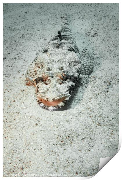 Carpet Flathead (Crocodile fish) in the Red Sea, Egypt Print by Dave Collins