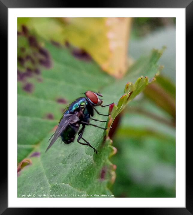 Common Green Bottle Fly Macro Framed Mounted Print by GJS Photography Artist