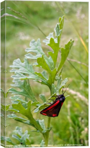 Cinnabar Moth Clings to a Leaf Canvas Print by GJS Photography Artist
