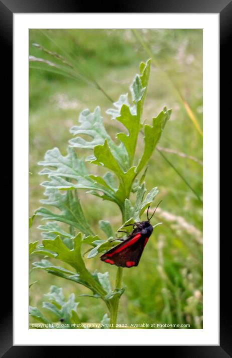 Cinnabar Moth Clings to a Leaf Framed Mounted Print by GJS Photography Artist