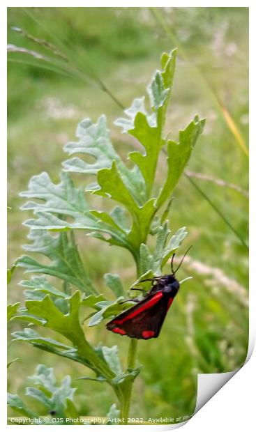 Cinnabar Moth Clings to a Leaf Print by GJS Photography Artist