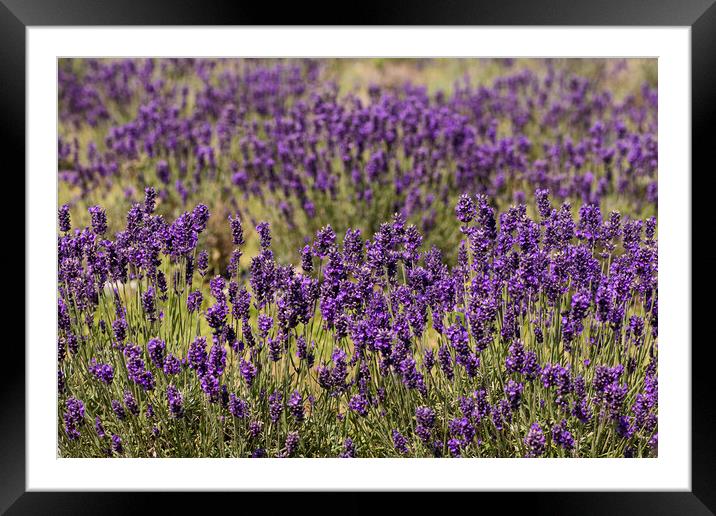 Just  Lavender Framed Mounted Print by kathy white