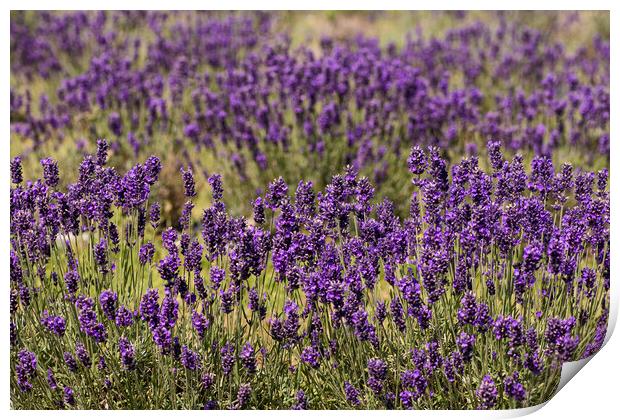 Just  Lavender Print by kathy white