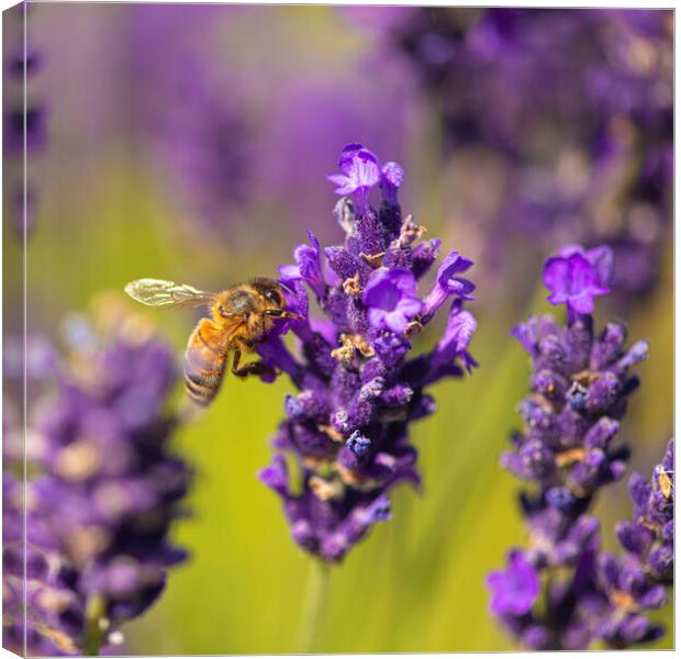Bee On Lavender Flower Canvas Print by kathy white