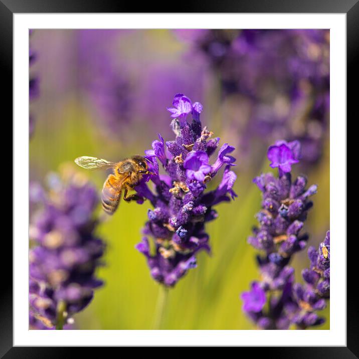 Bee On Lavender Flower Framed Mounted Print by kathy white