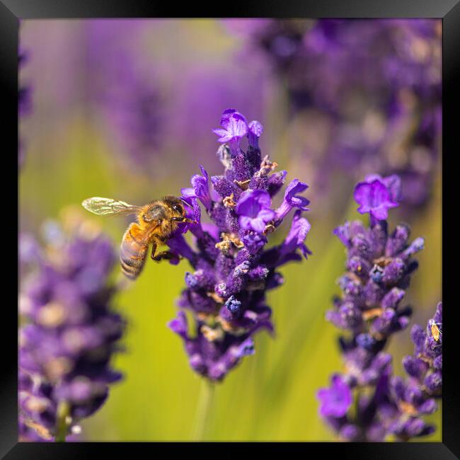 Bee On Lavender Flower Framed Print by kathy white