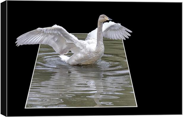 swan flying high Canvas Print by kathy white