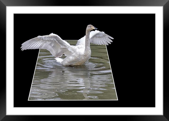 swan flying high Framed Mounted Print by kathy white