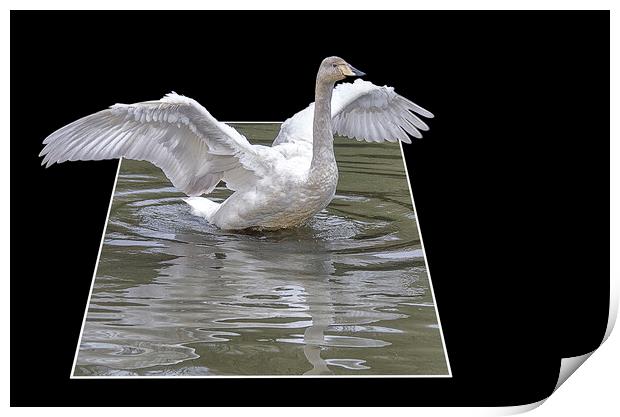 swan flying high Print by kathy white
