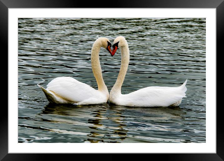  Swans, Swans Sweetheart Framed Mounted Print by kathy white