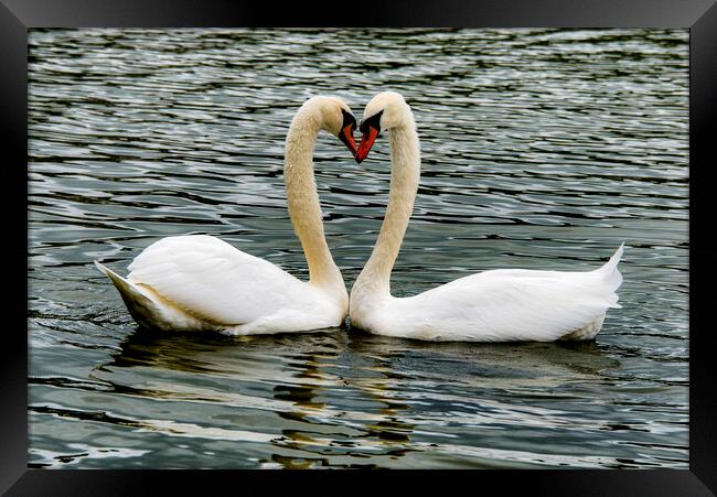  Swans, Swans Sweetheart Framed Print by kathy white