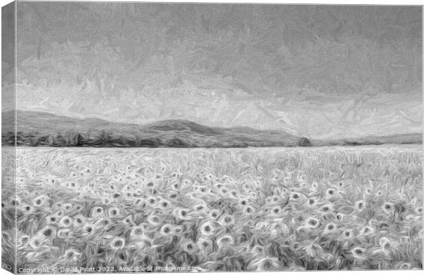 Sunflowers In Monochrome  Canvas Print by David Pyatt