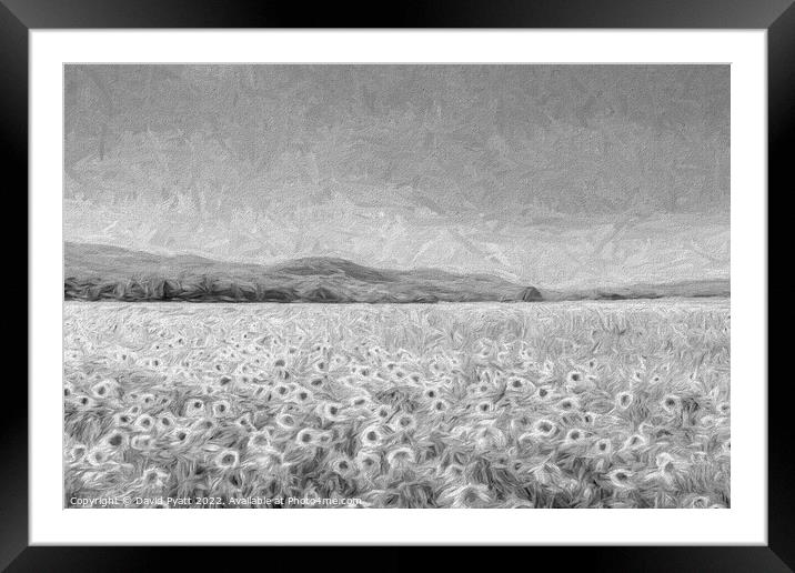 Sunflowers In Monochrome  Framed Mounted Print by David Pyatt
