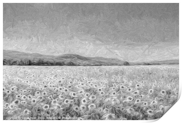 Sunflowers In Monochrome  Print by David Pyatt