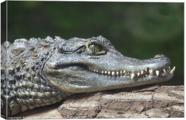 Spectacled Caiman, Chester Zoo, Chester, Cheshire, UK. Canvas Print by Luigi Petro