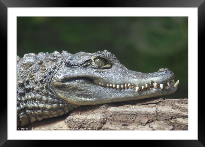Spectacled Caiman, Chester Zoo, Chester, Cheshire, UK. Framed Mounted Print by Luigi Petro