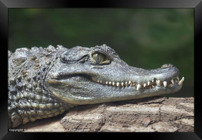 Spectacled Caiman, Chester Zoo, Chester, Cheshire, UK. Framed Print by Luigi Petro