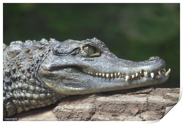 Spectacled Caiman, Chester Zoo, Chester, Cheshire, UK. Print by Luigi Petro