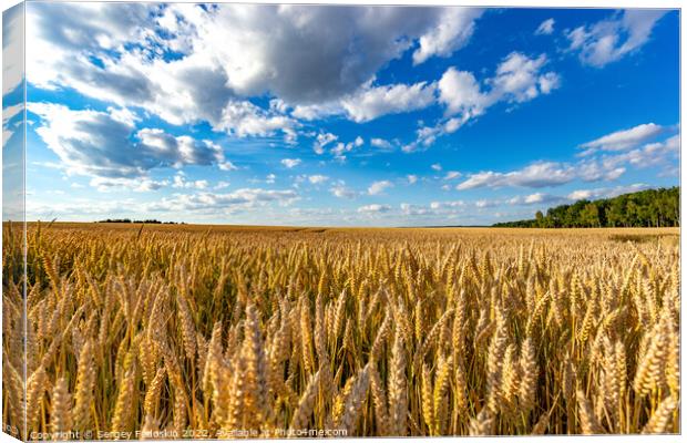 Golden wheat field with blue sky in the background. Ears close-up. Canvas Print by Sergey Fedoskin