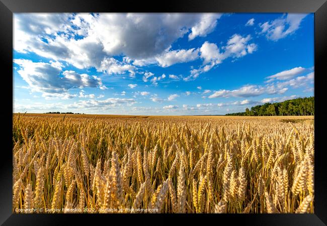 Golden wheat field with blue sky in the background. Ears close-up. Framed Print by Sergey Fedoskin