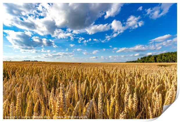 Golden wheat field with blue sky in the background. Ears close-up. Print by Sergey Fedoskin