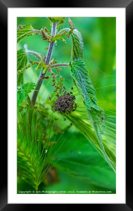 Hatchlings Framed Mounted Print by GJS Photography Artist