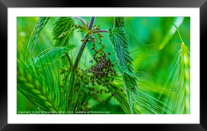 Breakout Framed Mounted Print by GJS Photography Artist