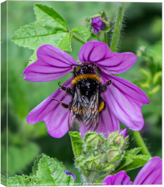 Bumble Pollenating Deep Into the Flower Canvas Print by GJS Photography Artist