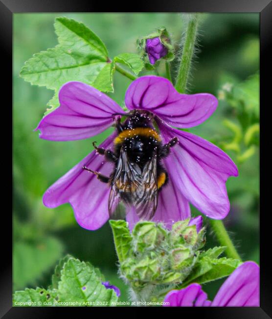 Bumble Pollenating Deep Into the Flower Framed Print by GJS Photography Artist