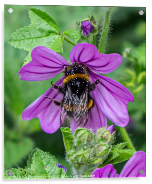 Bumble Pollenating Deep Into the Flower Acrylic by GJS Photography Artist