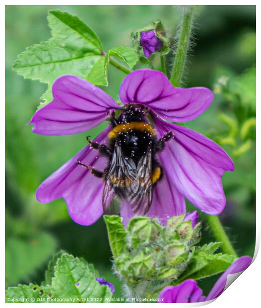 Bumble Pollenating Deep Into the Flower Print by GJS Photography Artist