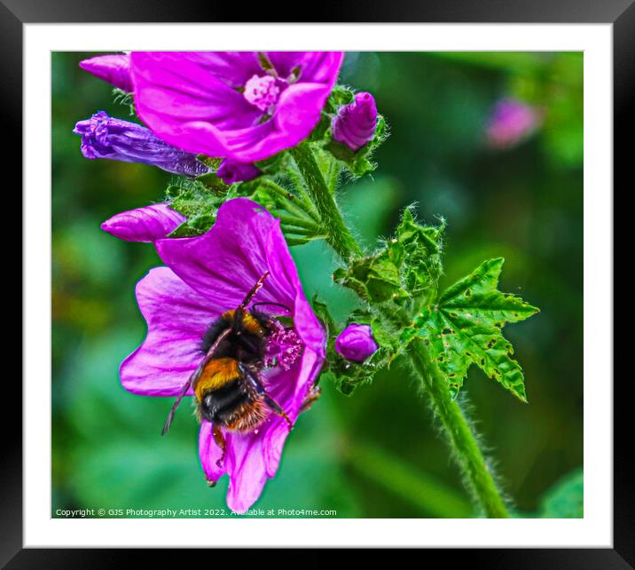 Get In There Framed Mounted Print by GJS Photography Artist