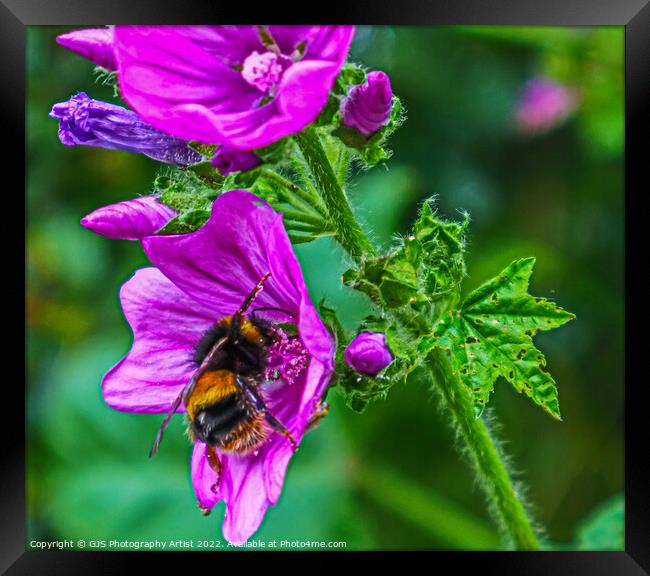 Get In There Framed Print by GJS Photography Artist