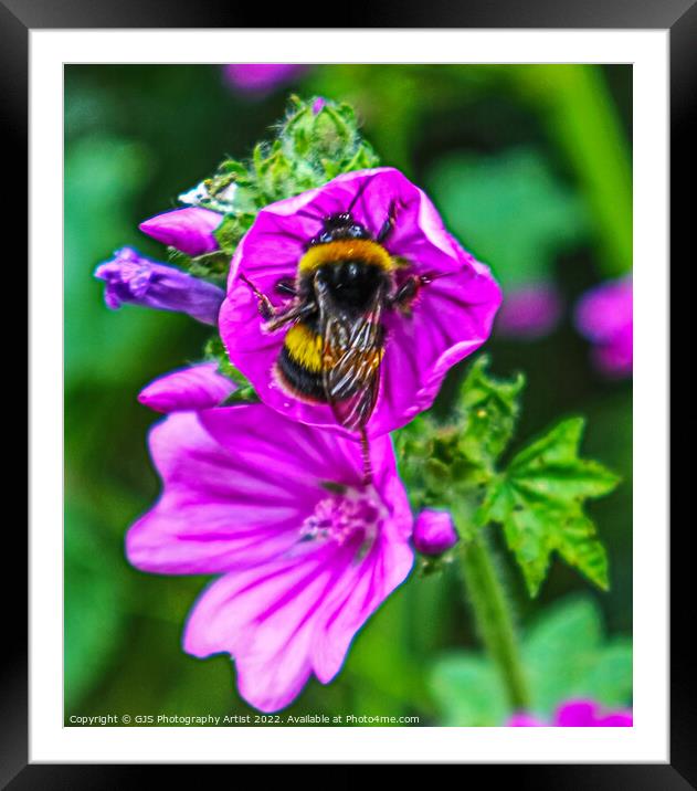 Waxy Wings Framed Mounted Print by GJS Photography Artist