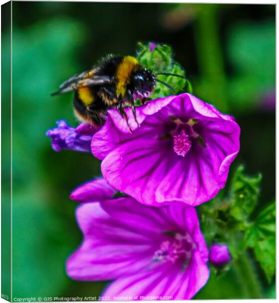 Buzzing On Top Canvas Print by GJS Photography Artist