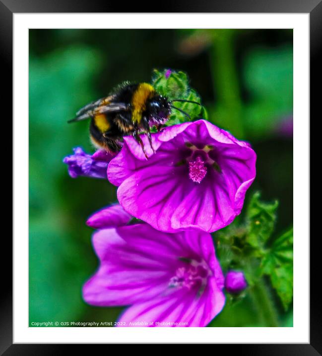 Buzzing On Top Framed Mounted Print by GJS Photography Artist