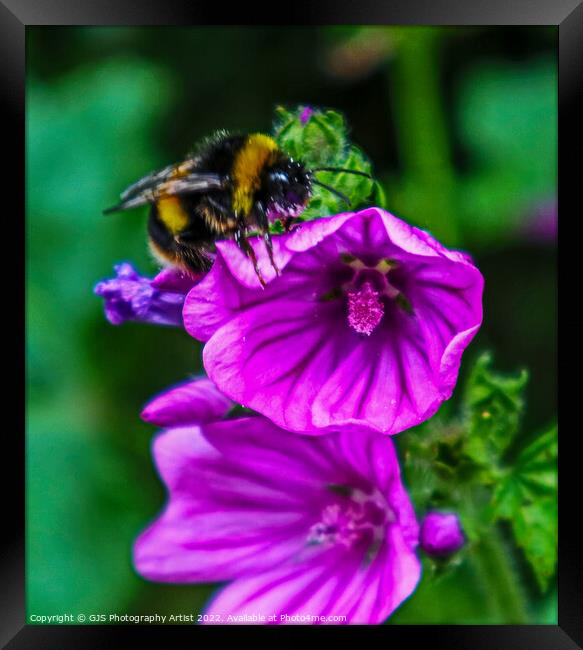 Buzzing On Top Framed Print by GJS Photography Artist