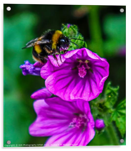 Buzzing On Top Acrylic by GJS Photography Artist
