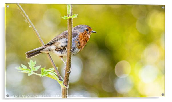 The Robin bird Acrylic by Stephen Jenkins