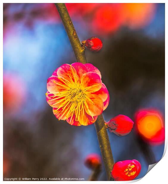 Pink Plum Blossom West Lake Hangzhou Zhejiang China Print by William Perry