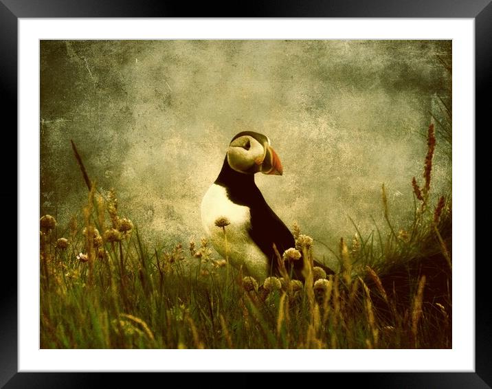Puffin Among The Sea Pinks Framed Mounted Print by Anne Macdonald