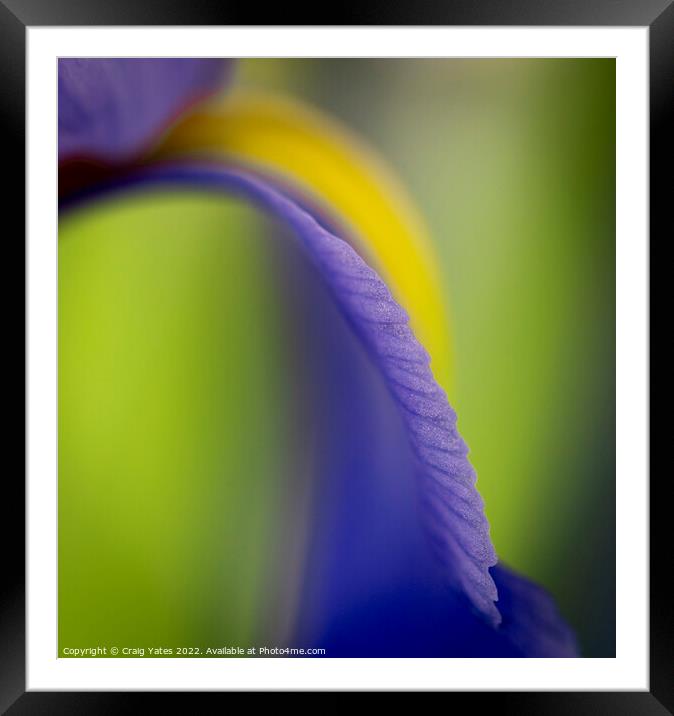 British Iris Flower Macro Abstract Framed Mounted Print by Craig Yates