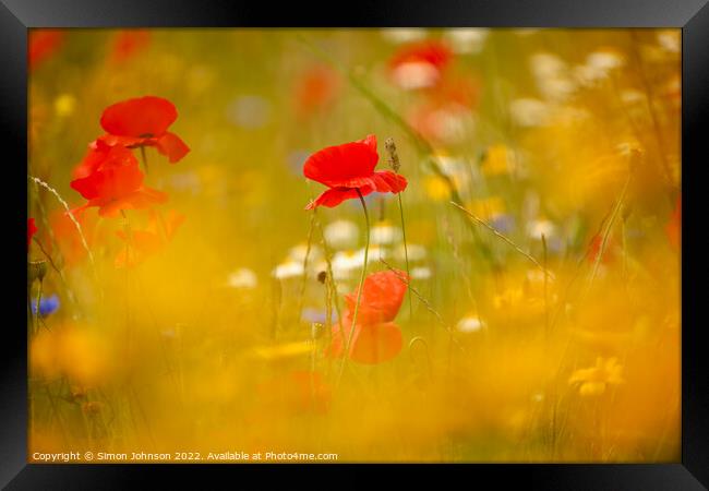  Poppys shot through grass Framed Print by Simon Johnson