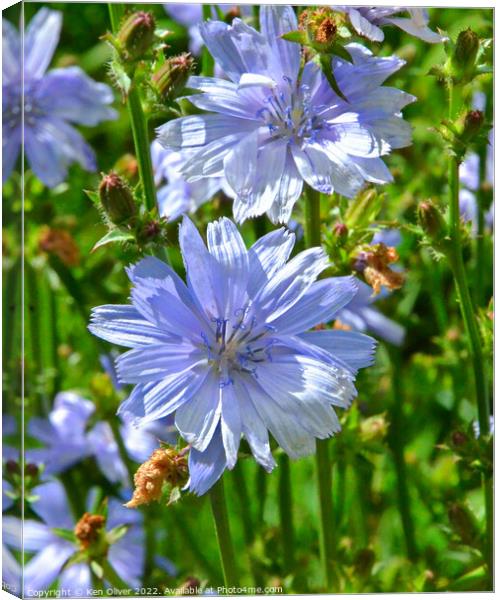 "Nature's Sapphire: The Enchanting Chicory Flower" Canvas Print by Ken Oliver