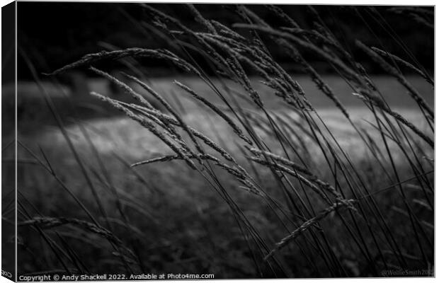 Whispering Grass Canvas Print by Andy Shackell